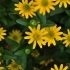 Sanvitalia procumbens 'Yellow Sun'